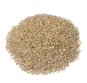 Canary Seed