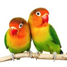 Green sales fischer lovebird