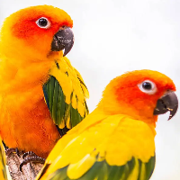 Sun Conure Looking for new Home