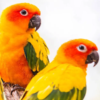 Sun Conure Adult DNA Pair