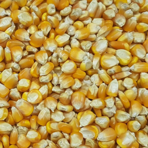 Corn / Makia Seeds Full Size