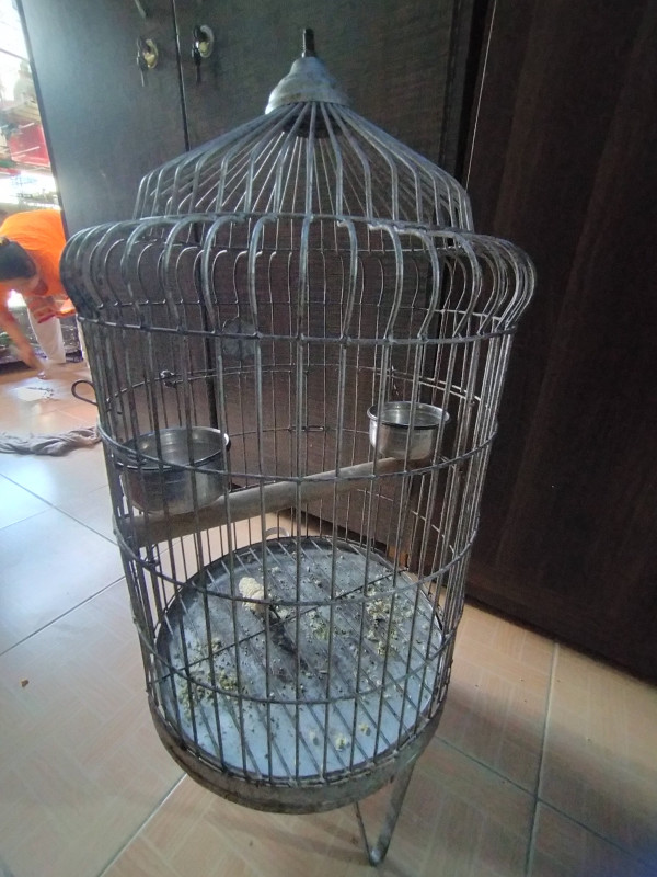 Used Iron Cage for Alexandrian Parrot