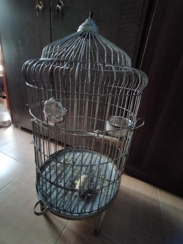 Used Iron Cage for Alexandrian Parrot