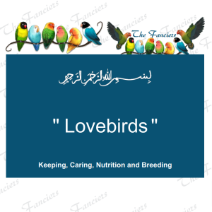 Lovebirds Keeping Caring Nutrition and Breeding