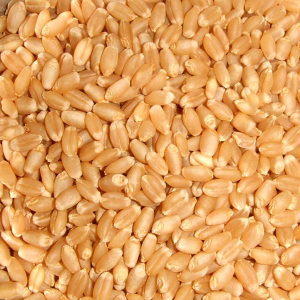Gandum / Wheat