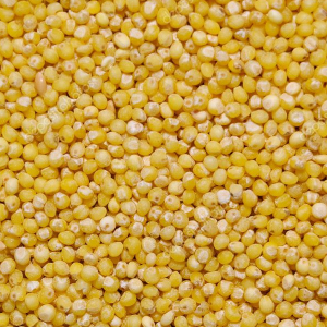 Gol Kangni / Yellow Millet