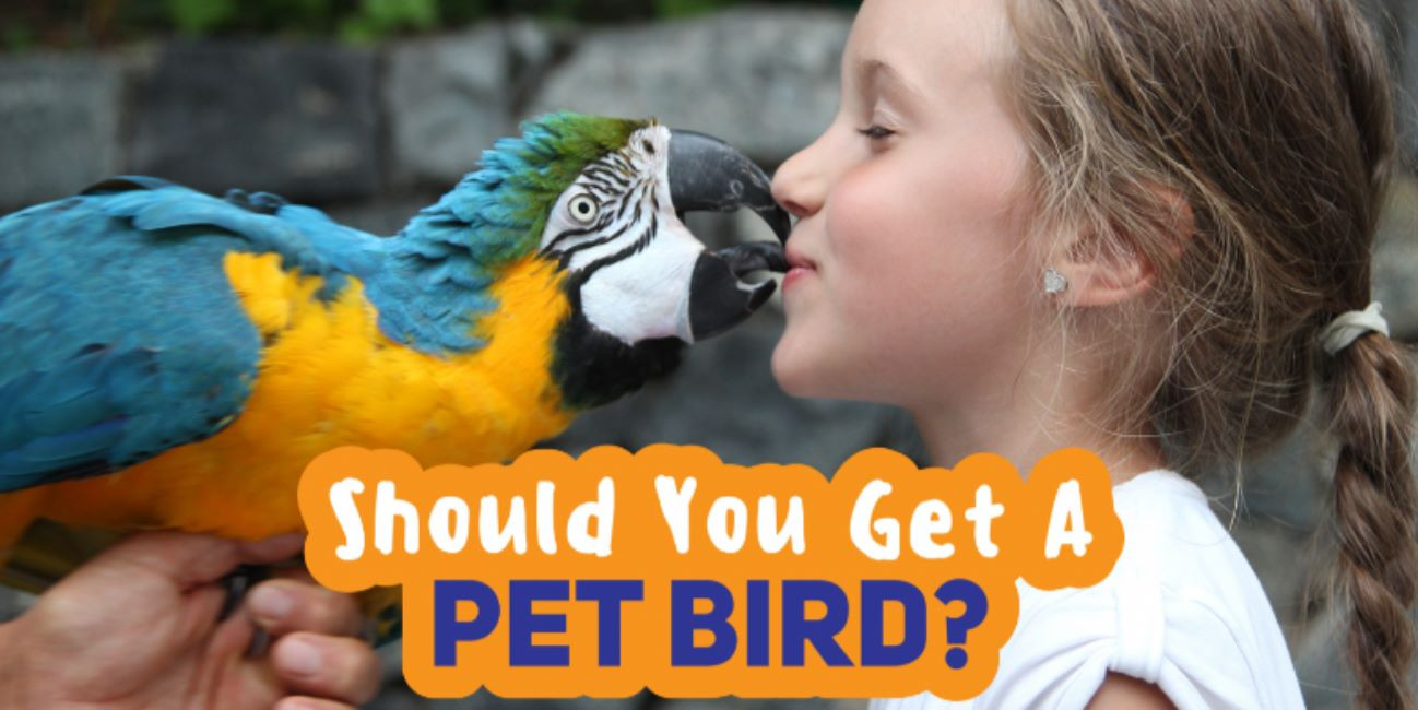 Caring for pet birds