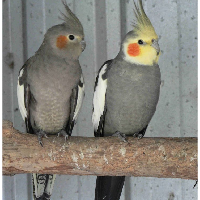 Grey Cockatiel Pair for Sell