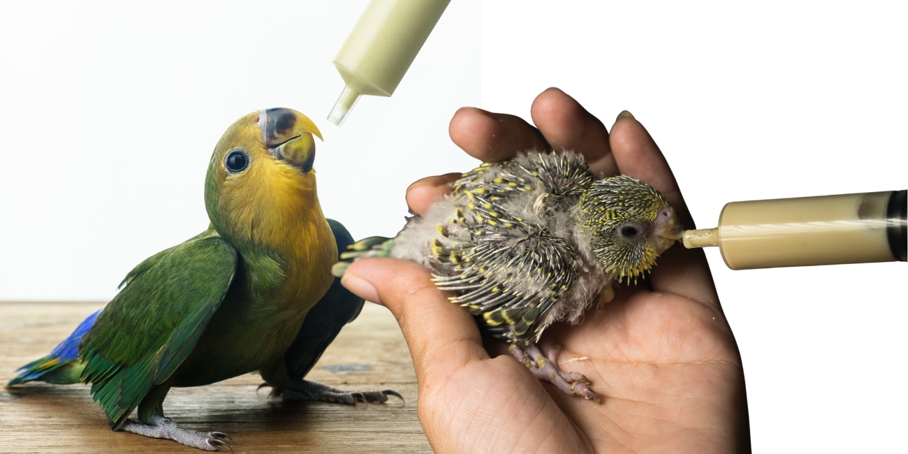 Which Hand Feed is the Best for Baby Birds?